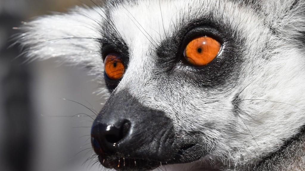 Var Robin Williams The Voice Of The Lemur In Madagaskar
