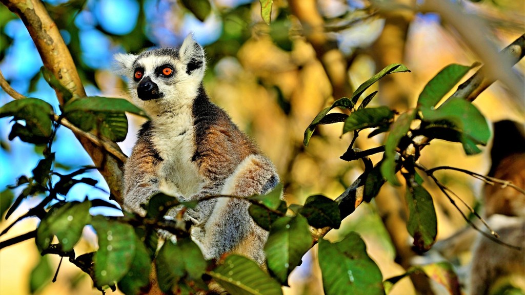 Hvilke landformer er på Madagaskar